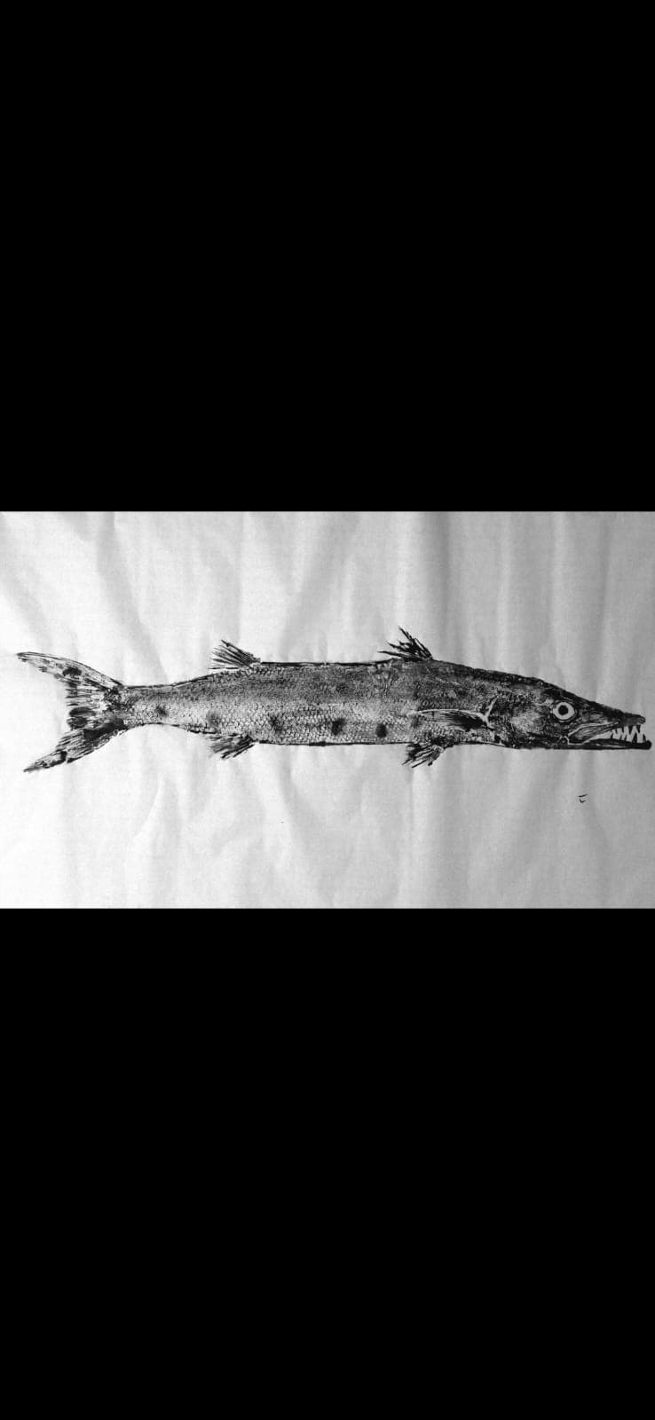 Barracuda